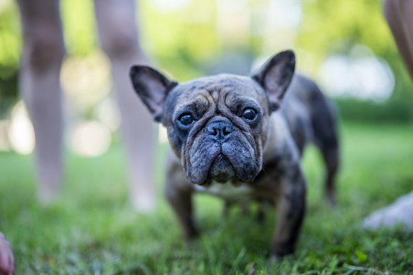 Pet example