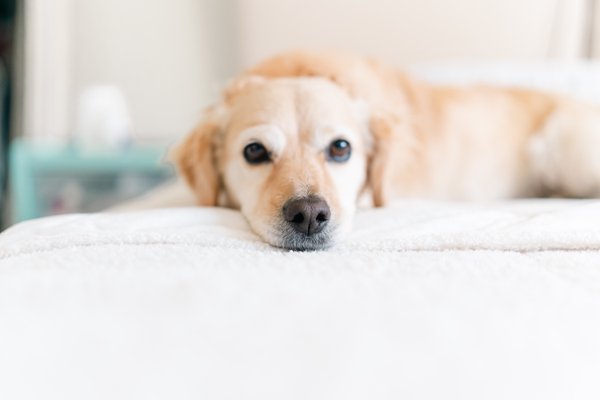 Pet example