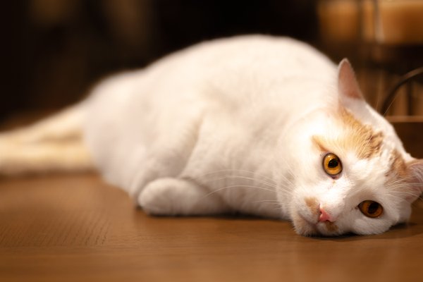 Pet example
