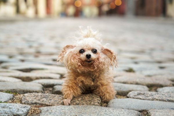Pet example