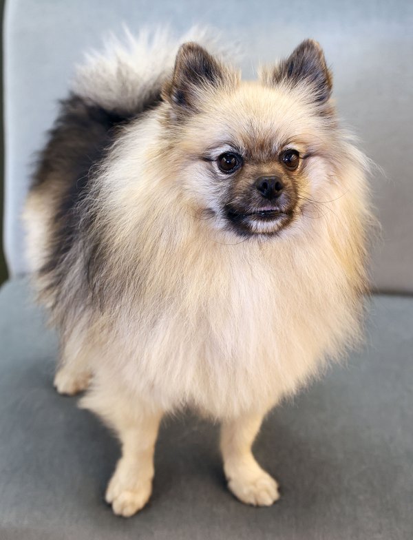 Pet example