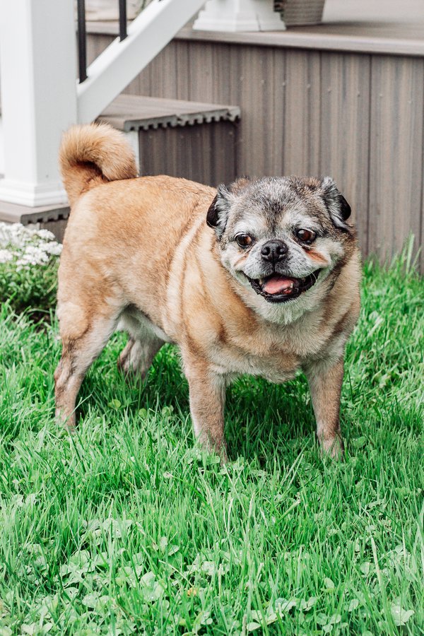 Pet example