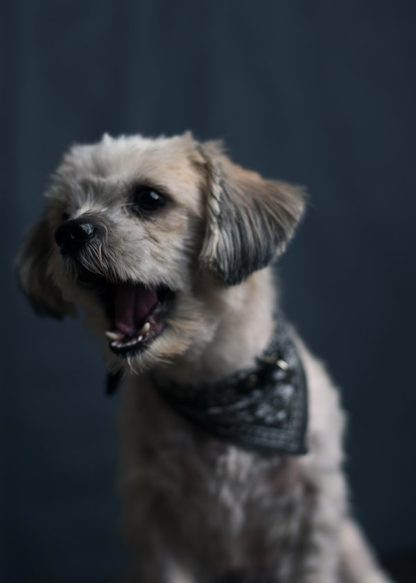 Pet example