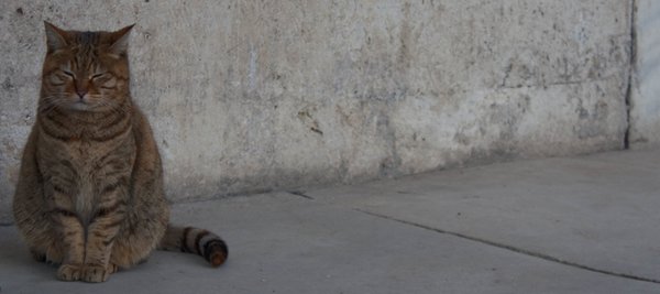 Pet example