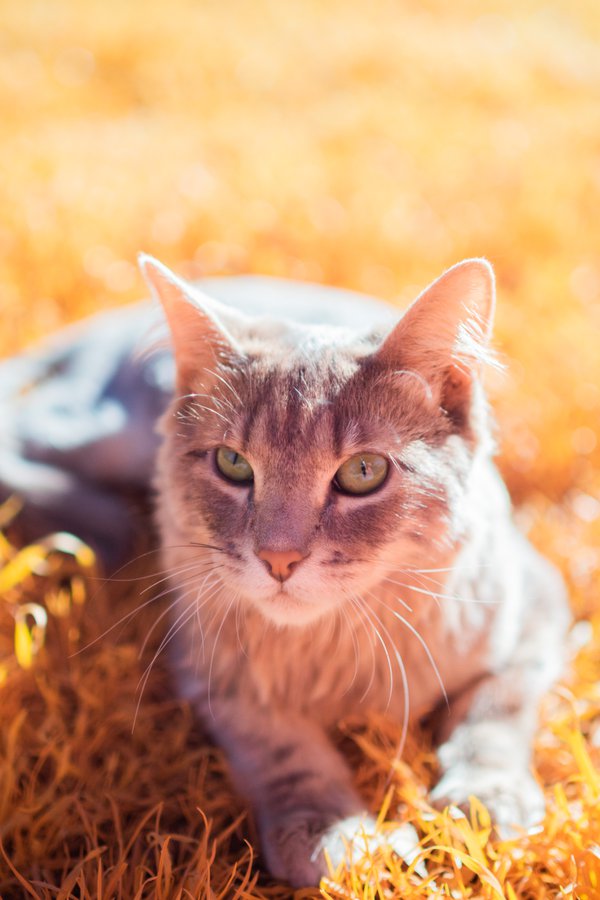 Pet example