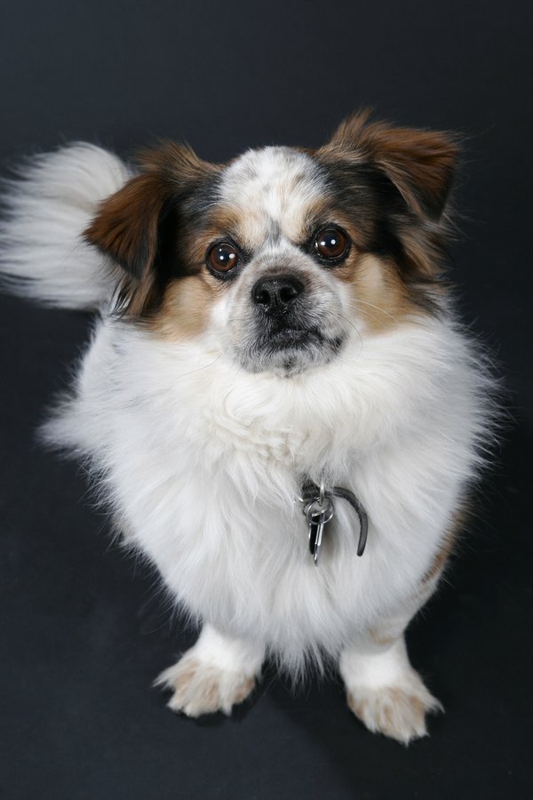 Pet example