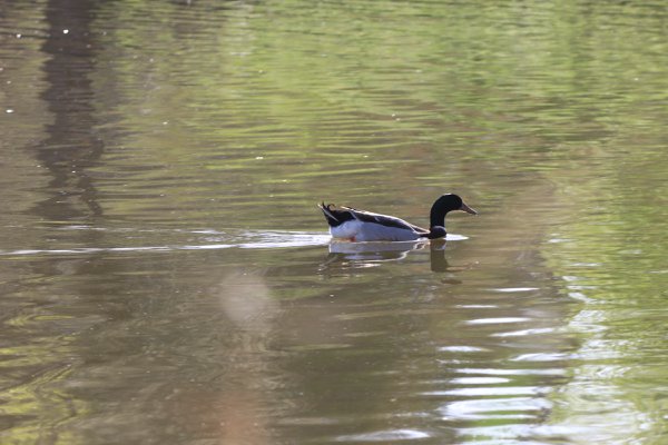 Pet example