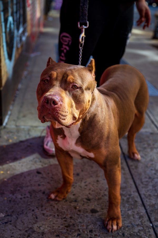Pet example
