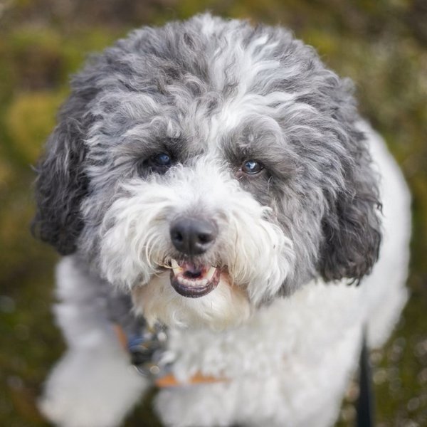 Pet example