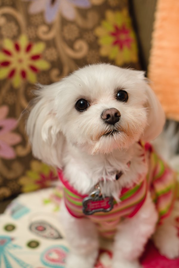 Pet example