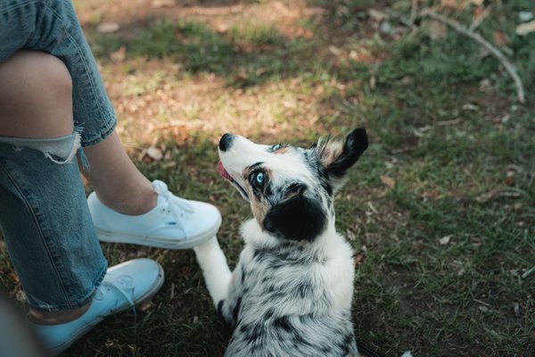 Pet example