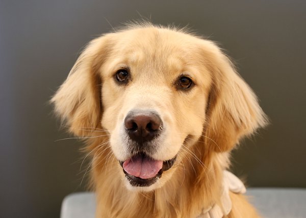 Pet example