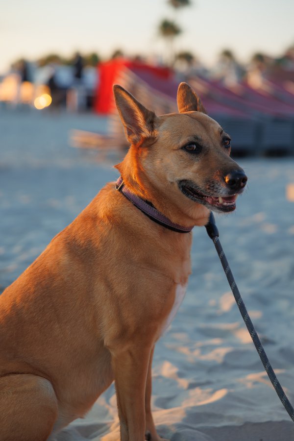 Pet example