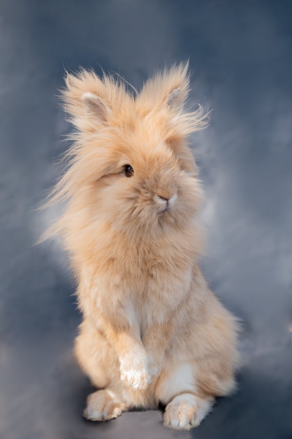 Pet example
