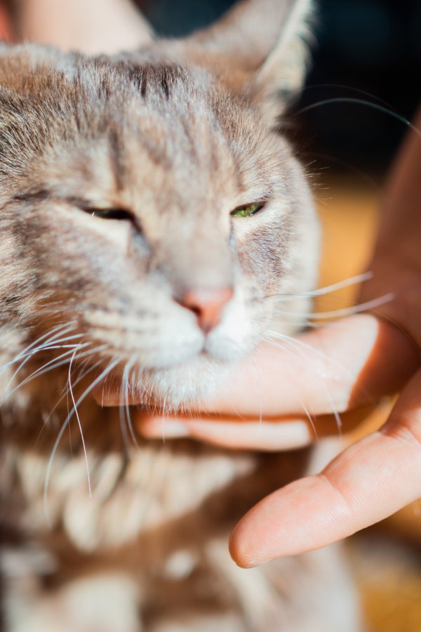 Pet example