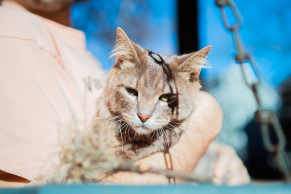 Pet example