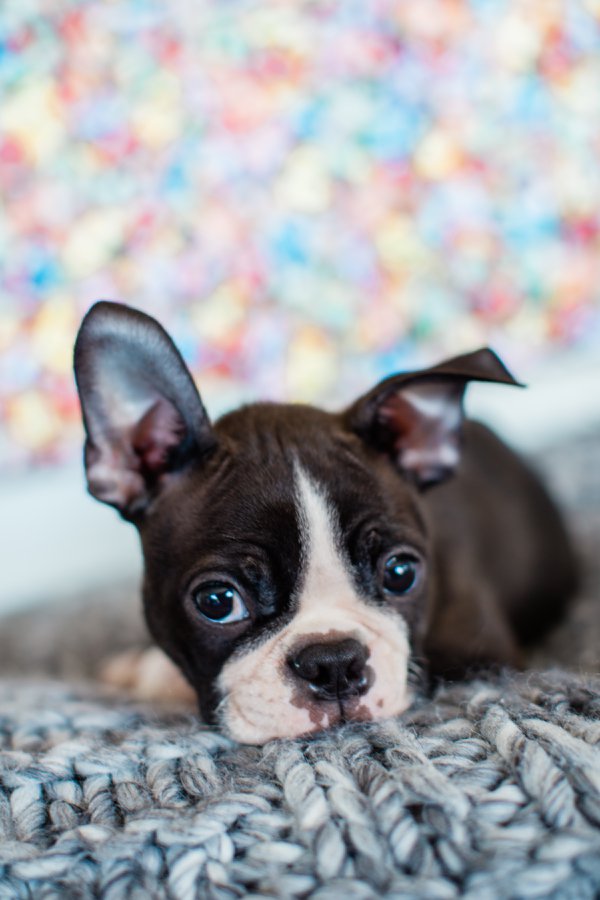 Pet example