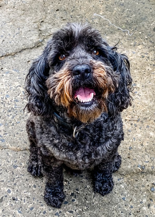 Pet example