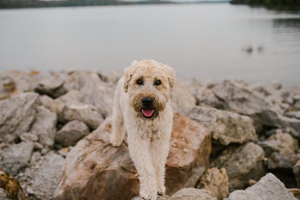 Pet example