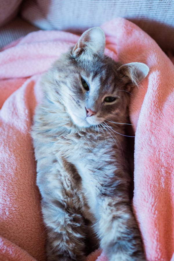 Pet example