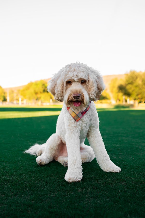 Pet example
