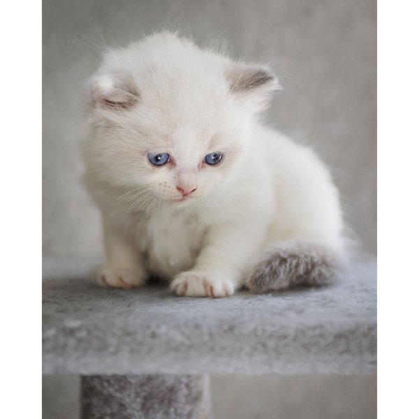 Pet example