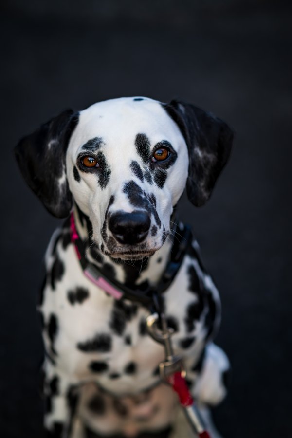 Pet example