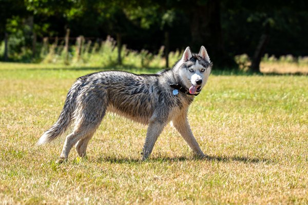 Pet example