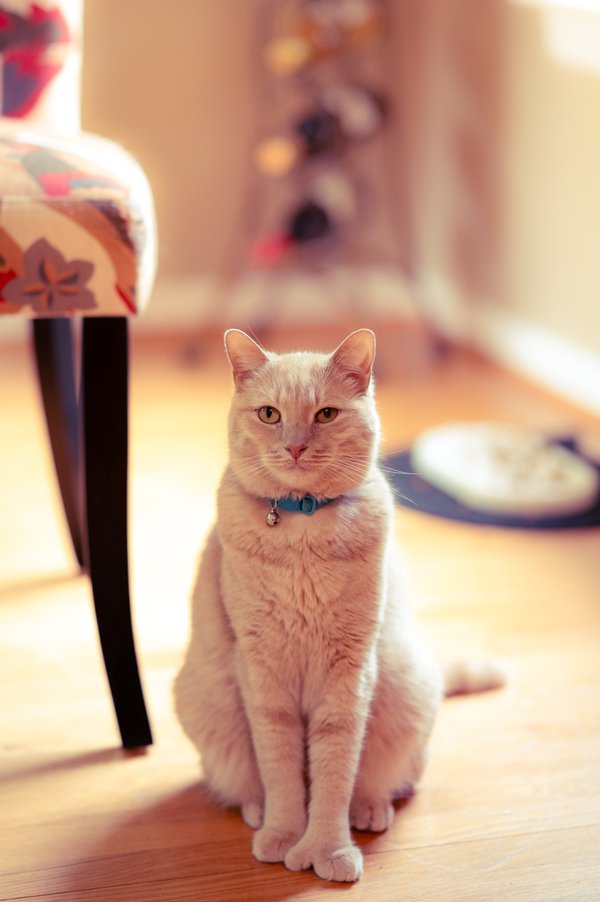 Pet example