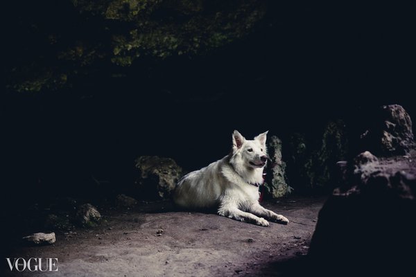 Pet example