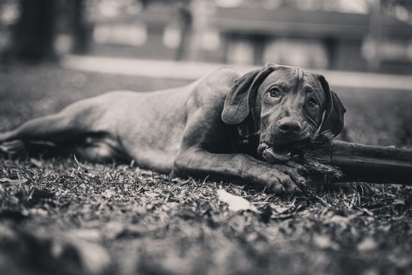 Pet example