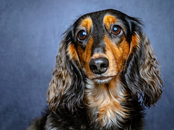 Pet example