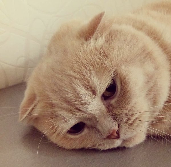 Pet example
