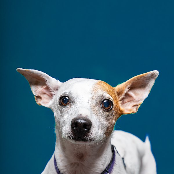 Pet example