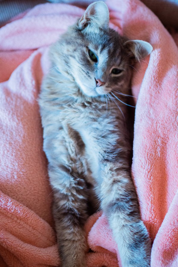 Pet example