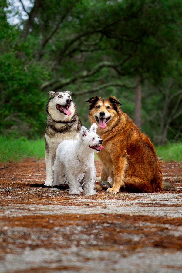 Pet example