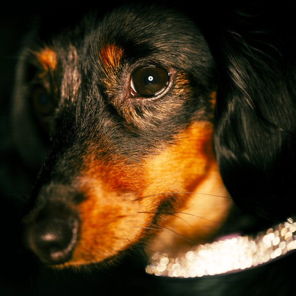 Pet example