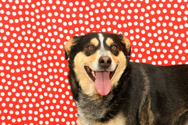 Pet example