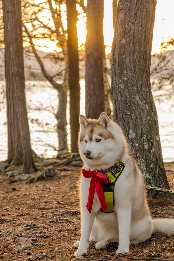 Pet example