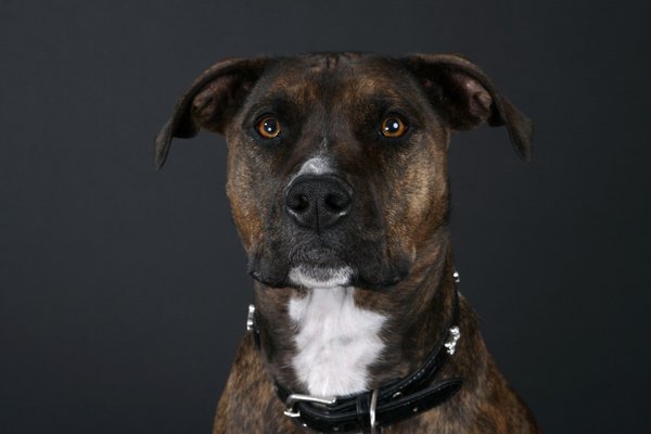 Pet example