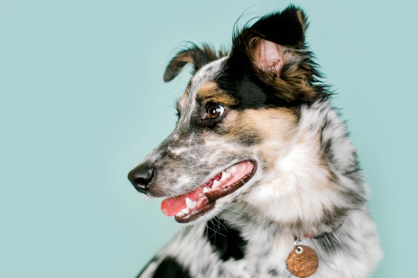 Pet example