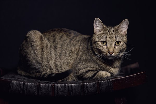 Pet example