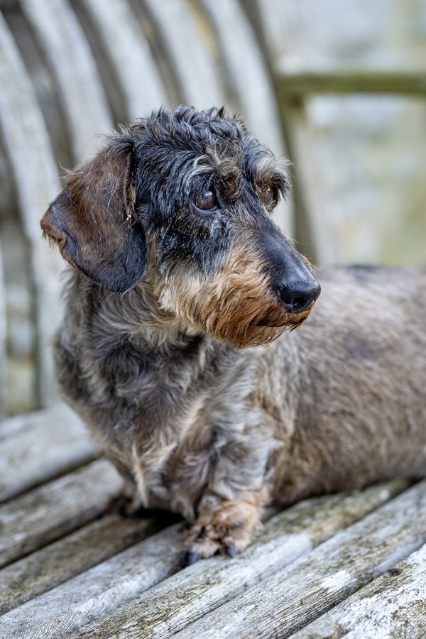 Pet example