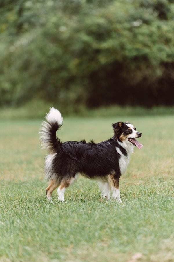 Pet example