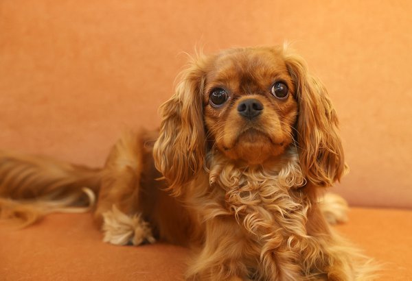 Pet example
