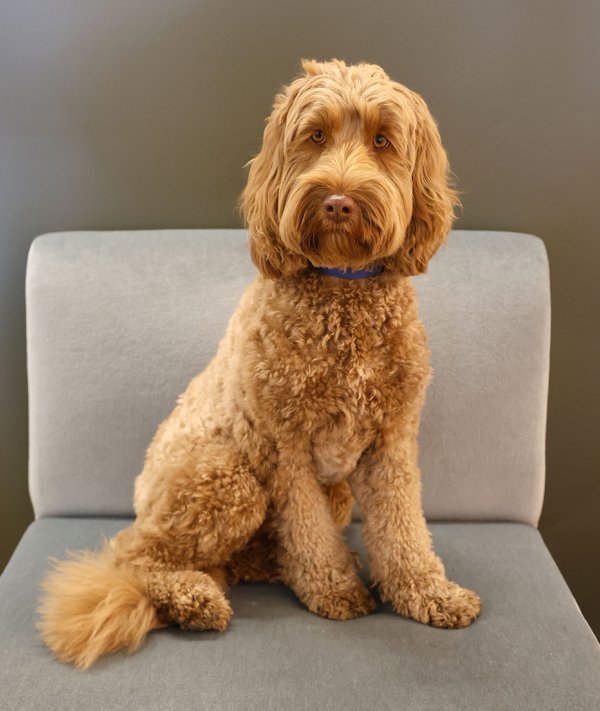 Pet example