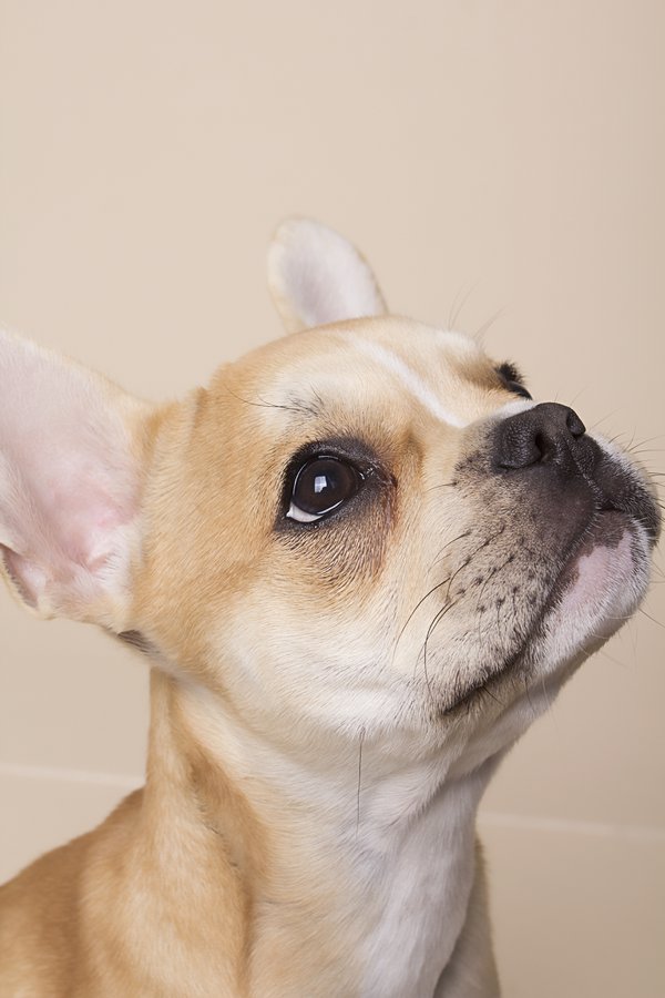 Pet example