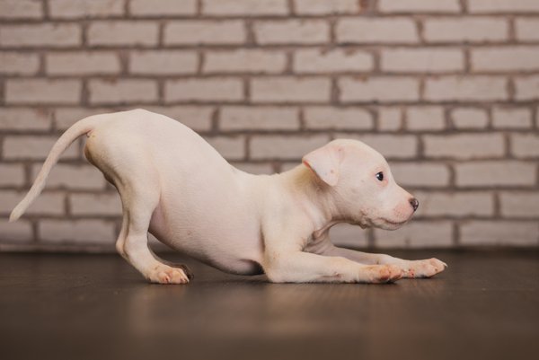 Pet example