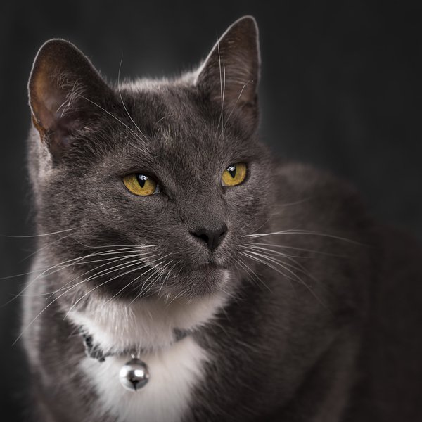 Pet example