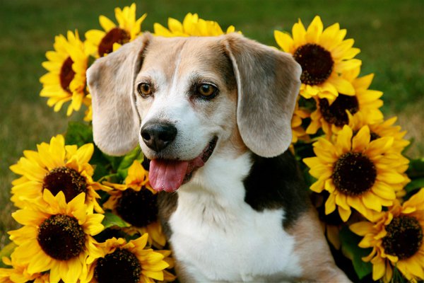 Pet example